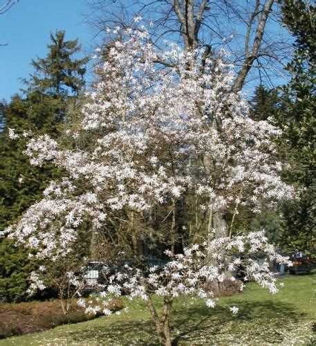 Magnolia X Loebneri Leonard Messel Farmyard Nurseries