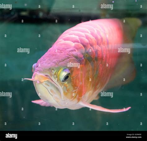 Asian arowana the dragon fish Stock Photo - Alamy