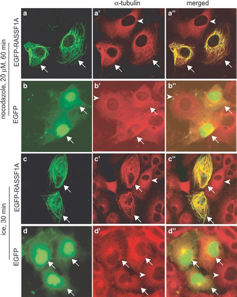 Rassf A Stabilizes Microtubules Against Disruption By Nocodazole Or Ice