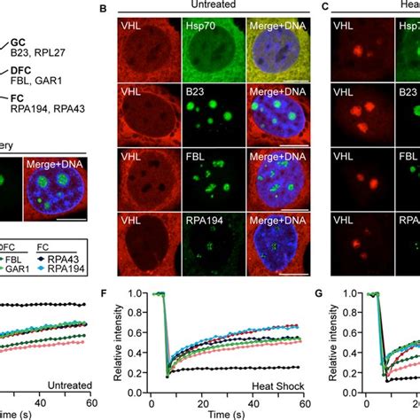 Model Functional Remodeling Of The Nucleolus The Nucleolus Readily