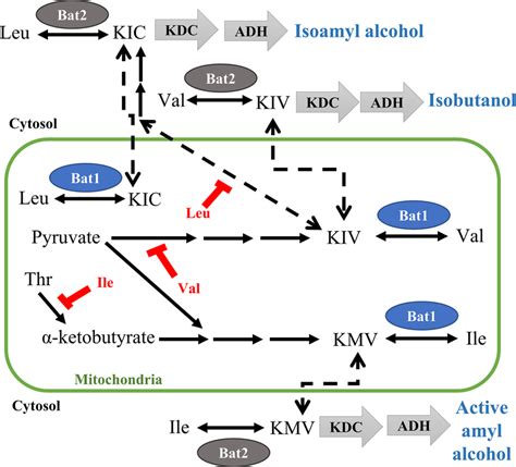 Schematic Metabolism Of Branched Chain Amino Acids Bcaas And