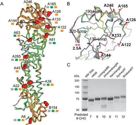 Figure 2 From Structure And Receptor Binding Preferences Of Recombinant