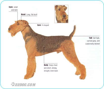 Airedale Terrier Size Chart - Pets Lovers