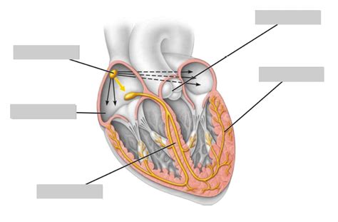 Querschnitt Menschliches Herz Diagram Quizlet