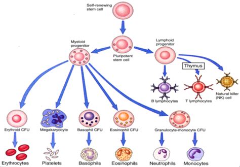 Histo E3 Immune System Flashcards Quizlet