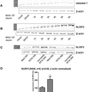 Western Blot Analysis Of Inflammasome Components After Stimulation With