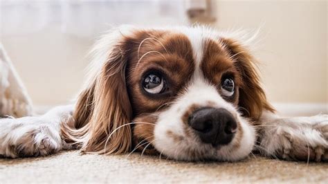 Jenis Anjing Lucu Dan Menggemaskan Untuk Dipelihara Kepogaul