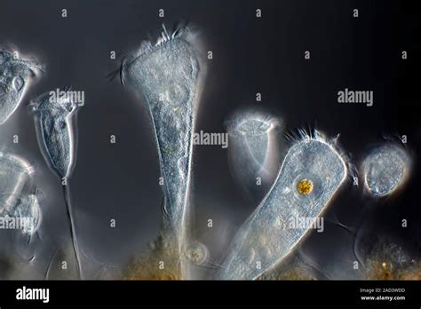 Vorticella Protozoa Differential Interference Contrast DIC Light