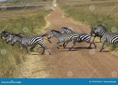 Burchell S Zebra Equus Burchelli Herd Crossing Road Masai Mara Park