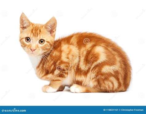 Red tabby cat and brown tabby cat - boolalpine