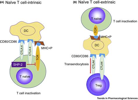 Preserving The Ctla Checkpoint For Safer And More Effective Cancer