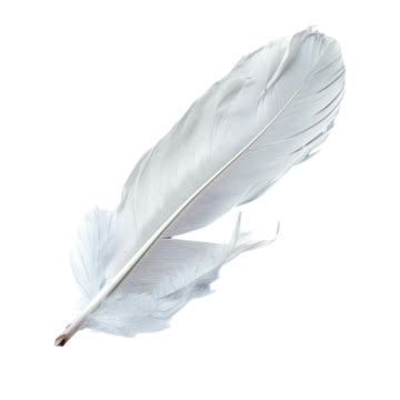 White Feather Background PNG Transparent Images Free Download | Vector Files | Pngtree