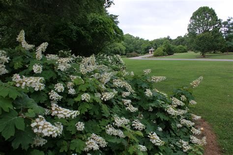 Photo #20733 | Hydrangea quercifolia | plant lust