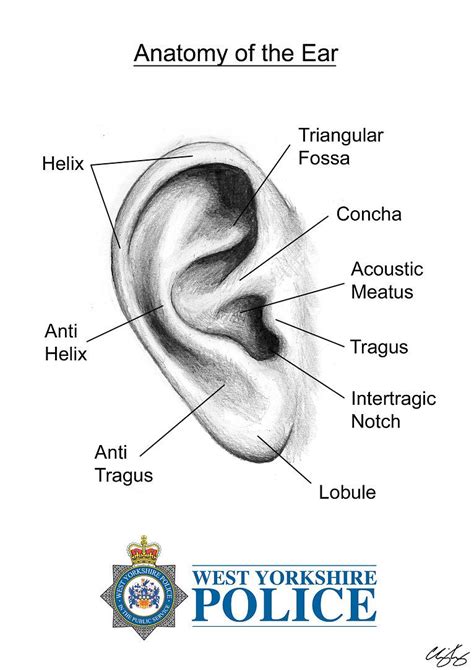 Ear anatomy, Anatomy, Anti tragus