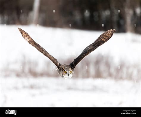 A North American Great Horned Owl Takes To The Sky And Flys Through A