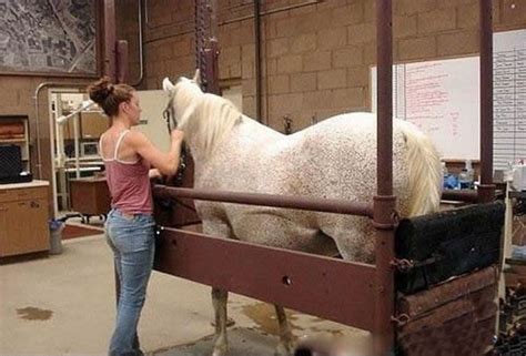 Beauty of Horse Breeding Artificial Insemination - Pix Magazine