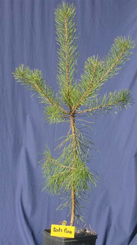 Scots Pine