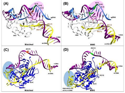 Dna Sgrna And Protein Interactions For A Matched Spcas9 And B Download Scientific Diagram