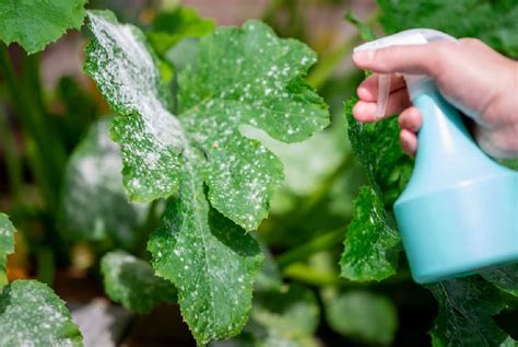 How To Treat Powdery Mildew On Plants Sunny Home Gardens