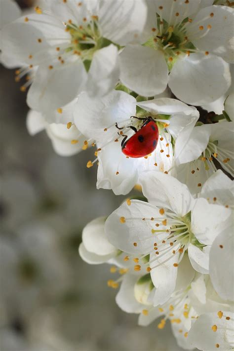 Insecte Coccinelle Entomologie Photo Gratuite Sur Pixabay Pixabay