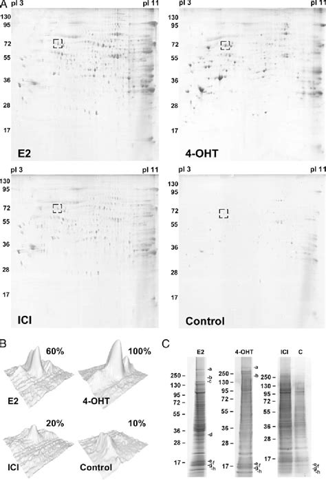 Figure 3 From Proteomics Analysis Of The Estrogen Receptor α