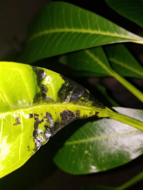 Disease Or Leaf Complication In The Plumeria Forum Garden Org