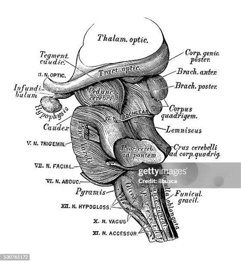 Meninges Drawing Photos And Premium High Res Pictures Getty Images