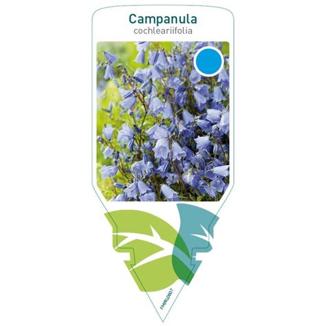 Campanula Cochleariifolia Blue Fmprl