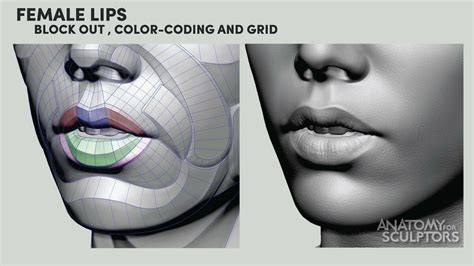 Anatomy For Sculptors - Female Lips Form