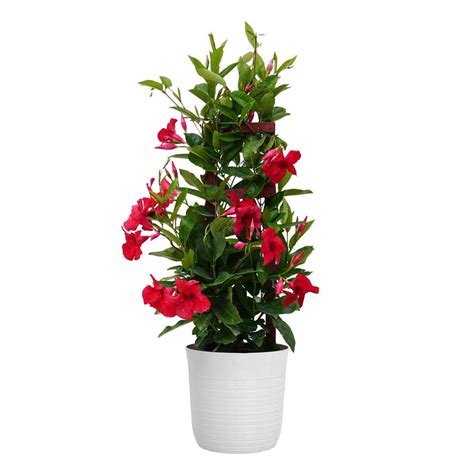 United Nursery Red Mandevilla Trellis Live Outdoor Vining Plant In