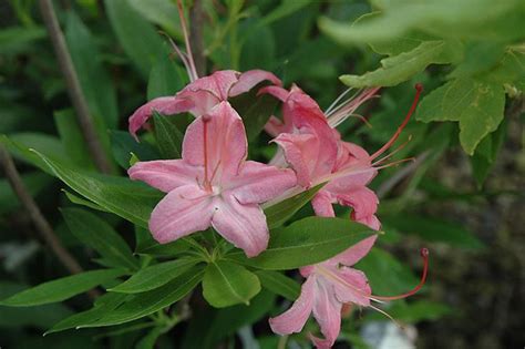 Westons Popsicle Azalea Rhododendron Westons Popsicle At Weston