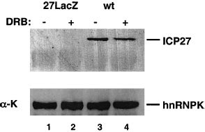 Inhibition Of CK2 Phosphorylation Reduces The Binding Of ICP27 To HnRNP