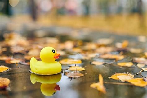 Premium Photo Close Up Of Yellow Duck Floating On A Water