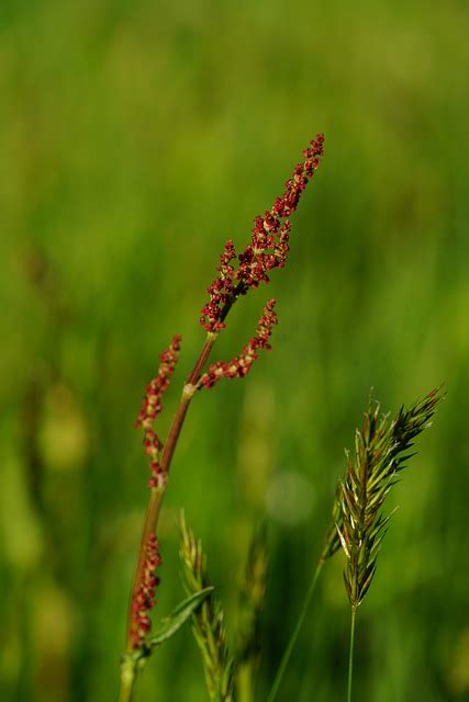 Wiesen Sauerampfer Blütenstand Kostenloses Foto auf Pixabay Pixabay