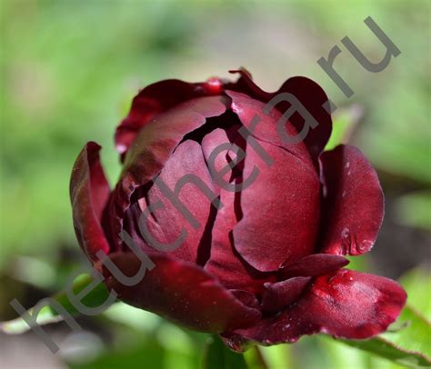 Пион Хот Чоколит HOT CHOCOLATE