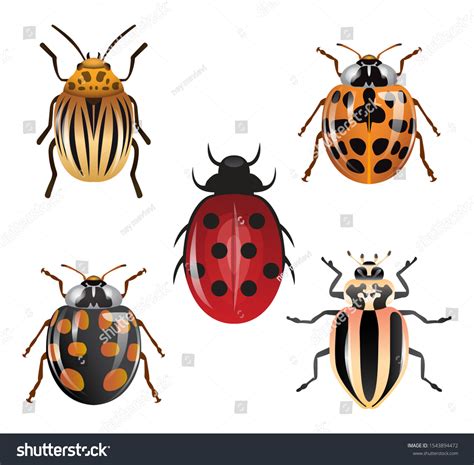 Various Types Ladybugs Ladybug Different Types Vector De Stock Libre