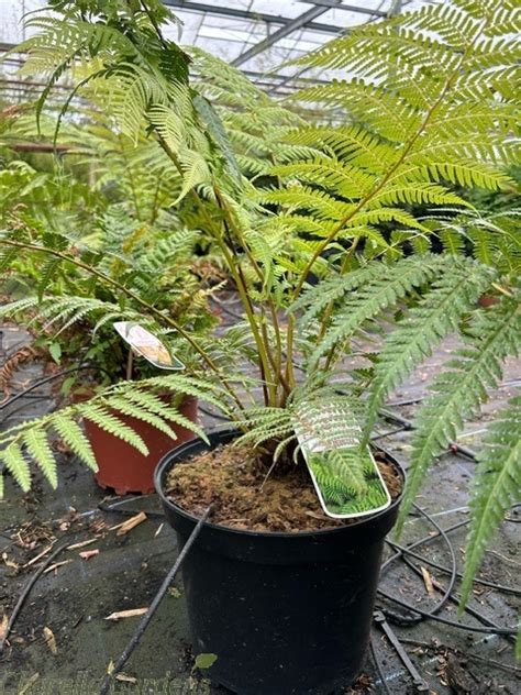 Dicksonia Antartica Tree Ferns Cm Charellagardens