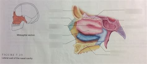 Honors Anatomy And Physiology Diagram Of The Skull Figure 7 23 Diagram