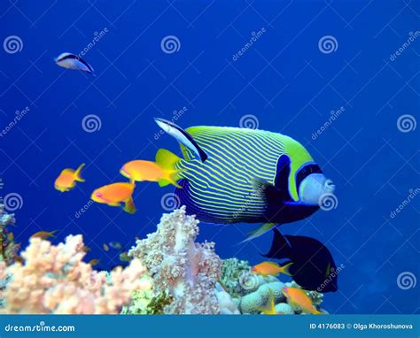 Tropical fish Angelfish stock image. Image of backdrop - 4176083