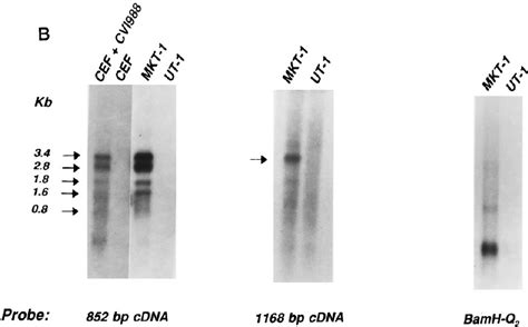 A Schematic Representation Of The MDV Genome And Location Of Bam HI I