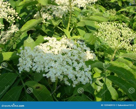 Elderberry Bush. Branch Of Blossoming Elder Sambucus Flowers Against ...