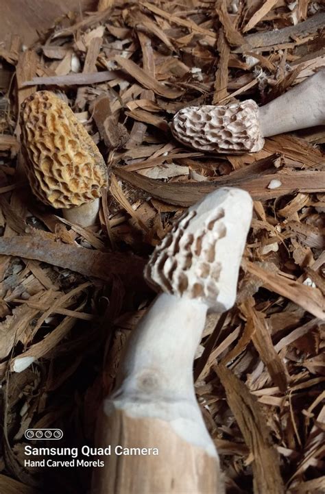 Carving Wooden Morel Mushrooms Stuffed Mushrooms Morel Mushroom Morels