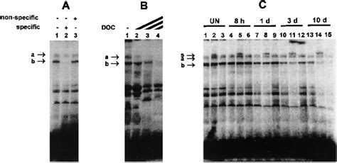 Characterization Of E2f Binding Complexes On The B Myb Promoter During