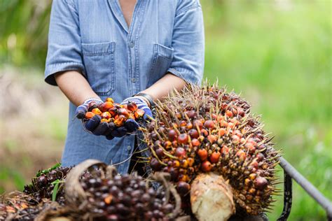 Harga Tbs Kelapa Sawit Di Kaltim Terus Naik Jadi Rp Per