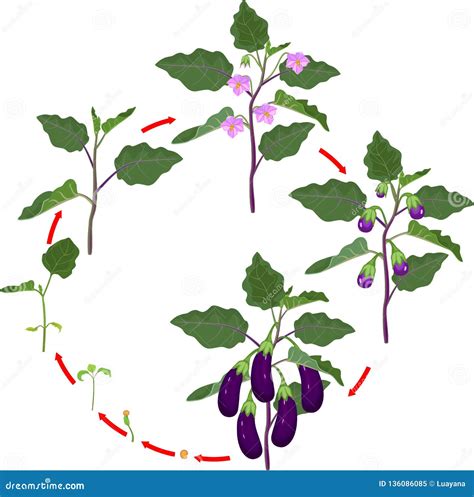 Life Cycle Of Eggplant Growth Stages From Seeding To Flowering And