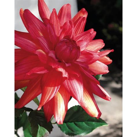 Acheter des Fleur artificielle Dahlia TRACI orange 80cm Ø18cm