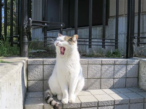 Premium Photo Cat Yawning While Sitting On Seat