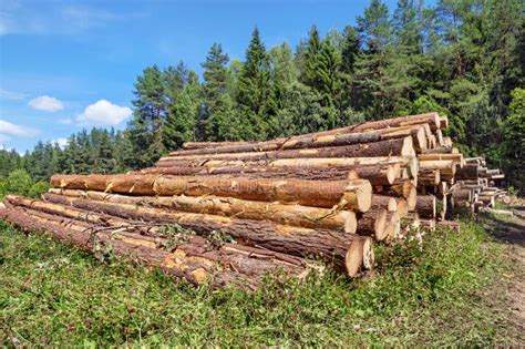 Lumbering stock image. Image of pine, bunch, lumber, blue - 61797693