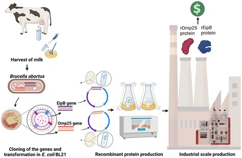 Recombinant Proteins Production In Escherichia Coli Bl21 For Vaccine