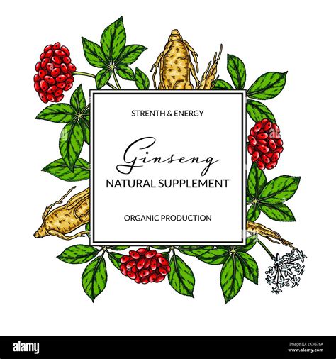 Ginseng Colorful Frame Hand Drawn Botanical Vector Illustration In